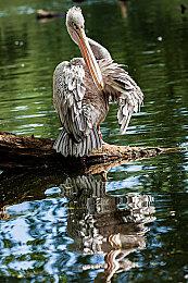 微软从未讨论过《使命召唤》变为Xbox独占的可能性